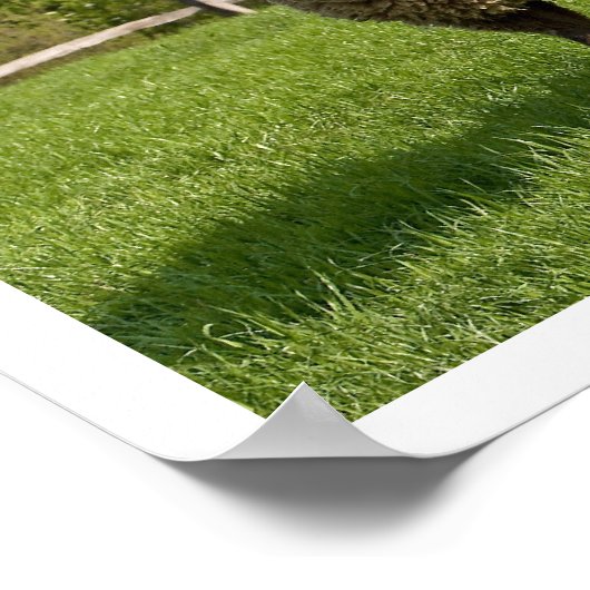 Drei Schafe in einer Weide Poster (Ecke)