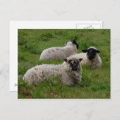 Drei Schafe Postkarte (Vorne/Hinten)