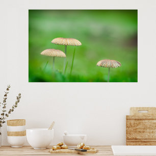 Drei schöne wilde Pilze auf dem Herbstfeld Fotodruck