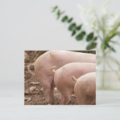 Drei Schwanz für Schweine mit geschliffener Hautfa Postkarte (Stehend Vorderseite)