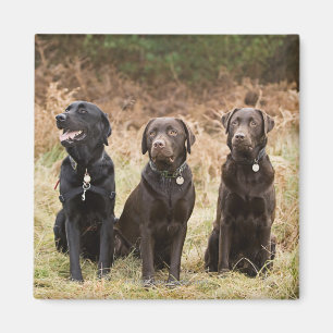 Drei schwarze Labrador-Retriever Magnet
