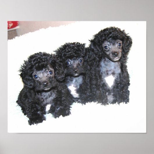 Drei schwarze Spielzeug-Poodle Welpen Poster (Vorne)