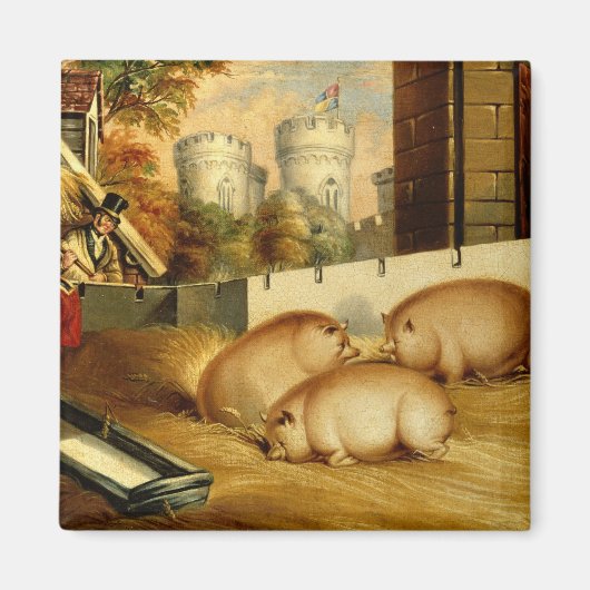 Drei Schweine mit Schloss im Hintergrund Magnet (Vorne)
