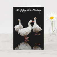 DREI SEBASTOPOL GEESE FOTO BLACK GREETING CARD