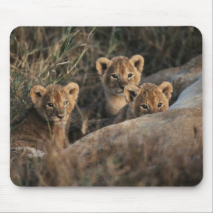 Drei sechs Wochen alte Löwenjunge sitzen Mousepad