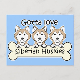 Drei sibirische Huskies Postkarte