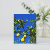 Drei sizilianische Lemons Postkarte (Stehend Vorderseite)