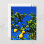 Drei sizilianische Lemons Postkarte (Vorne/Hinten)