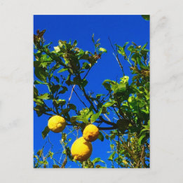 Drei sizilianische Lemons Postkarte