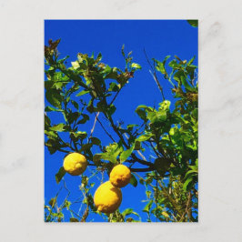 Drei sizilianische Lemons Postkarte