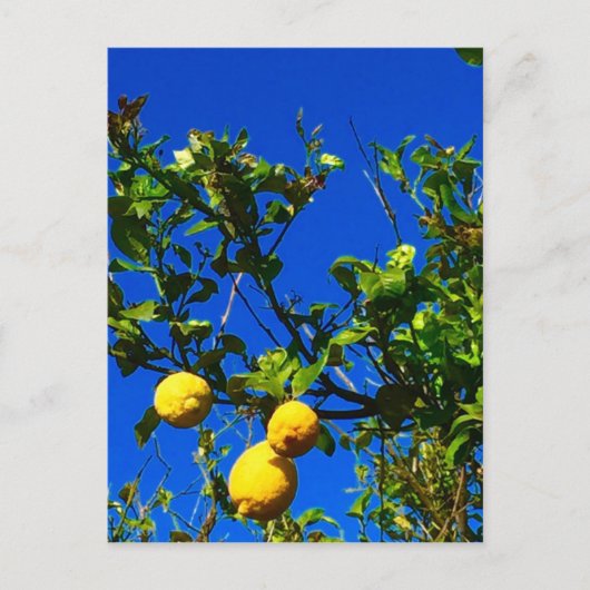 Drei sizilianische Lemons Postkarte (Vorderseite)