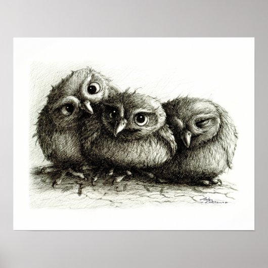 Drei so Niedliche Baby Owls Poster (Vorne)
