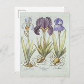 Drei Sorten von Rhizomatous Beunabhängiges Iren Postkarte (Vorne/Hinten)