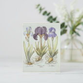 Drei Sorten von Rhizomatous Beunabhängiges Iren Postkarte (Stehend Vorderseite)