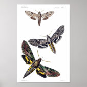 Drei Sphinx-Motten Poster (Vorne)