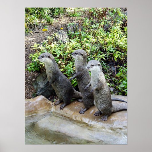 Drei stehende Otter, Poster (Vorne)