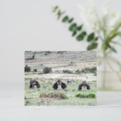 drei Strauße Postkarte (Stehend Vorderseite)