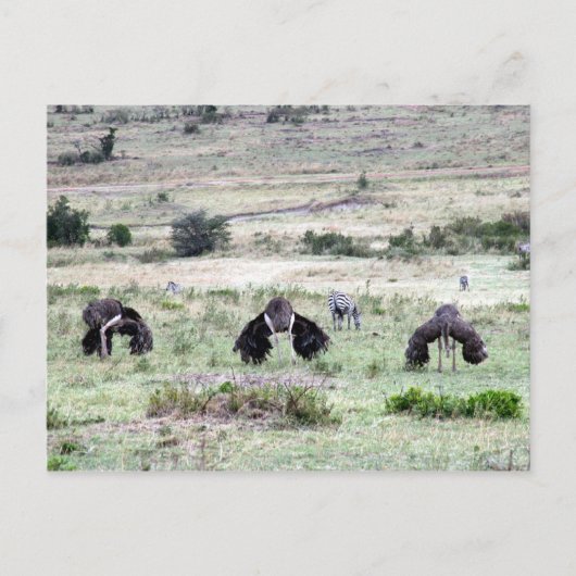 drei Strauße Postkarte (Vorderseite)