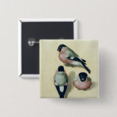 Drei Studien eines Bullfinch Button (Vorne & Hinten)