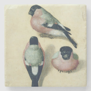 Drei Studien eines Bullfinch Steinuntersetzer