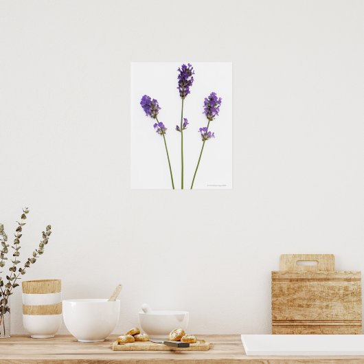 Drei Stufen lila englischer Lavendel-Blume, Poster (Küche)