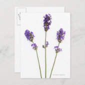 Drei Stufen lila englischer Lavendel-Blume, Postkarte (Vorne/Hinten)