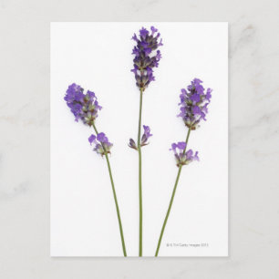 Drei Stufen lila englischer Lavendel-Blume, Postkarte