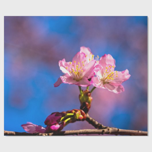 Drei Sunlit Sakura Blume Geschenkpapier (Flach)