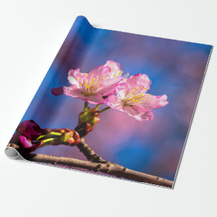 Drei Sunlit Sakura Blume Geschenkpapier