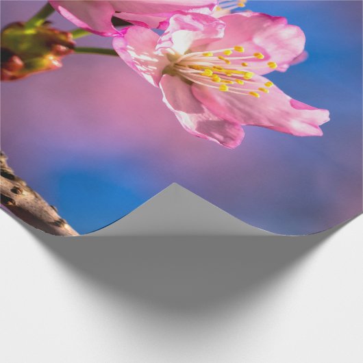 Drei Sunlit Sakura Blume Geschenkpapier (Ecke)