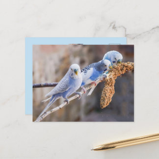 Drei süße blaue Wellensittiche Benutzerfoto Postkarte