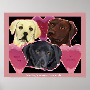 Drei süße Labradore Poster