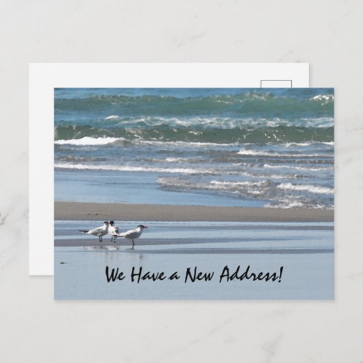 Drei Terns am Strand Postkarte (Vorne/Hinten)