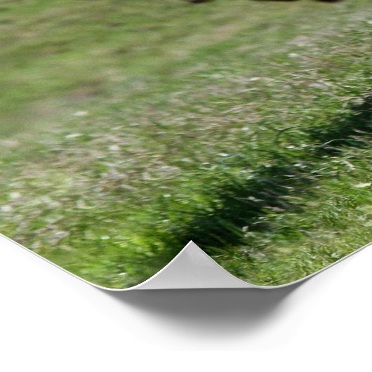 Drei Texas Longhorns Poster (Ecke)