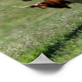 Drei Texas Longhorns Poster (Ecke)