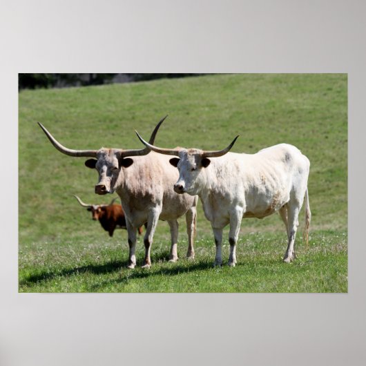 Drei Texas Longhorns Poster (Vorne)