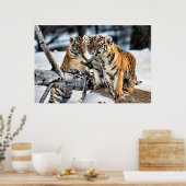 Drei Tiger-Cubs beim Spielen Poster (Küche)