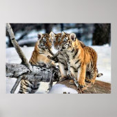 Drei Tiger-Cubs beim Spielen Poster (Vorne)