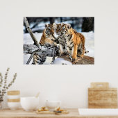 Drei Tigerclubs im Schnee Kunst Geschenke Poster (Küche)