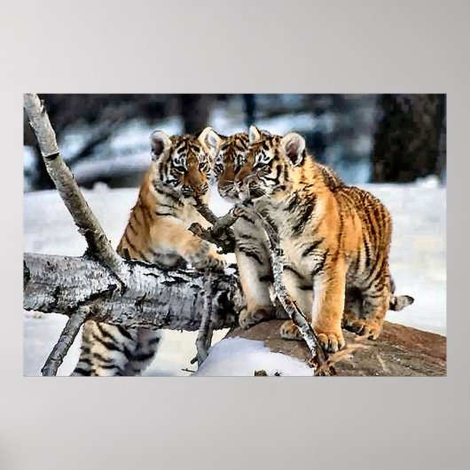 Drei Tigerclubs im Schnee Kunst Geschenke Poster (Vorne)