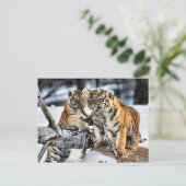 Drei Tigerclubs im Schnee Kunst Geschenke Postkarte (Stehend Vorderseite)