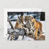 Drei Tigerclubs im Schnee Kunst Geschenke Postkarte (Vorne/Hinten)