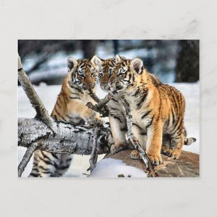 Drei Tigerclubs im Schnee Kunst Geschenke Postkarte