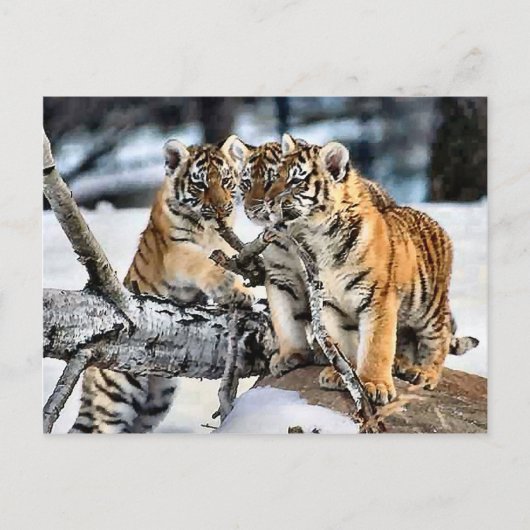 Drei Tigerclubs im Schnee Kunst Geschenke Postkarte (Vorderseite)