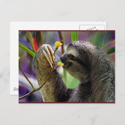 Drei-Toed Baum-Trägheit Postkarte (Vorne/Hinten)