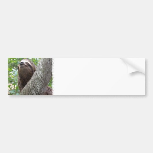 Drei Toed Sloth-Autoaufkleber Autoaufkleber (Vorne)