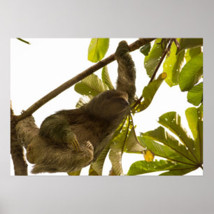 Drei Toed Trägheit in Costa Rica Poster