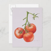 Drei Tomaten/Paradeiser im Weinbau 1997 Postkarte (Vorne/Hinten)