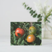 Drei Tomaten Postkarte (Stehend Vorderseite)