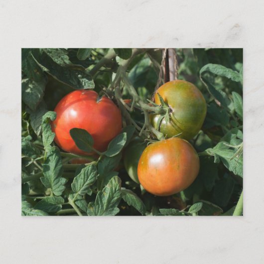 Drei Tomaten Postkarte (Vorderseite)
